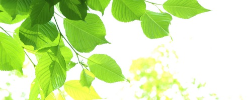 スカパー!販売サイトへ